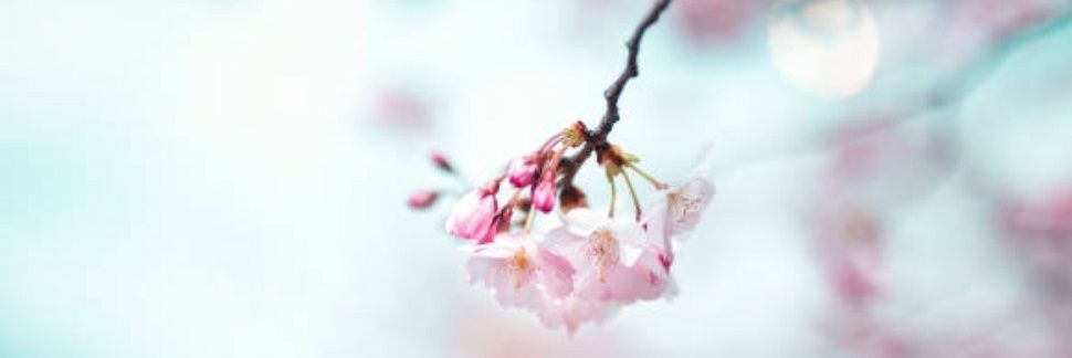 vanesaforever2's profile banner image
