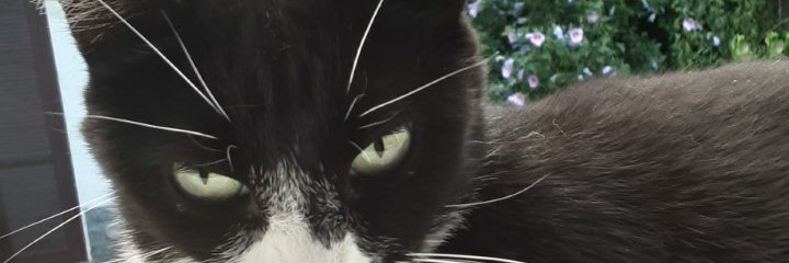 magantone's profile banner image