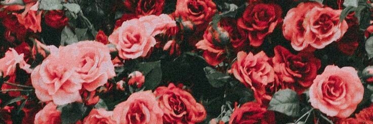 EsteveFlor's profile banner image