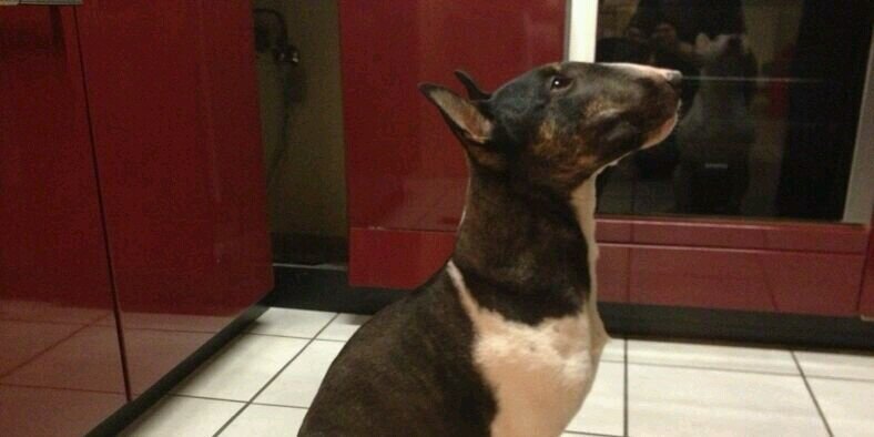 Bullterrier1988's profile banner image