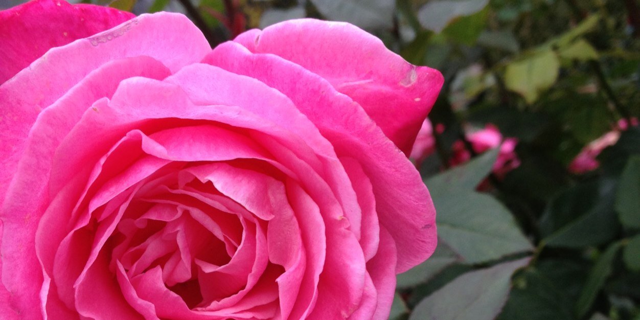 emilylynnhook's profile banner image