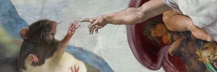 paletulipe's profile banner image