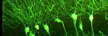 NeurosciProf's profile banner image