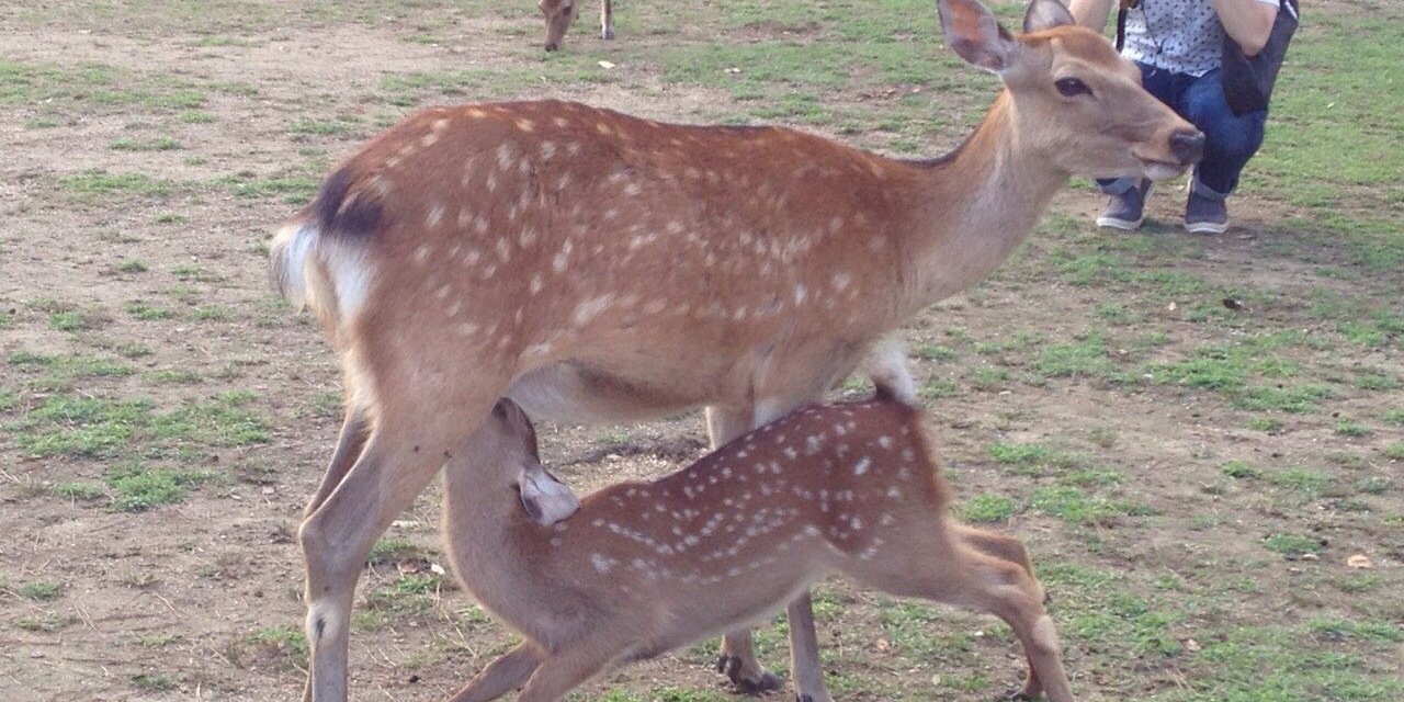 liongorira's profile banner image