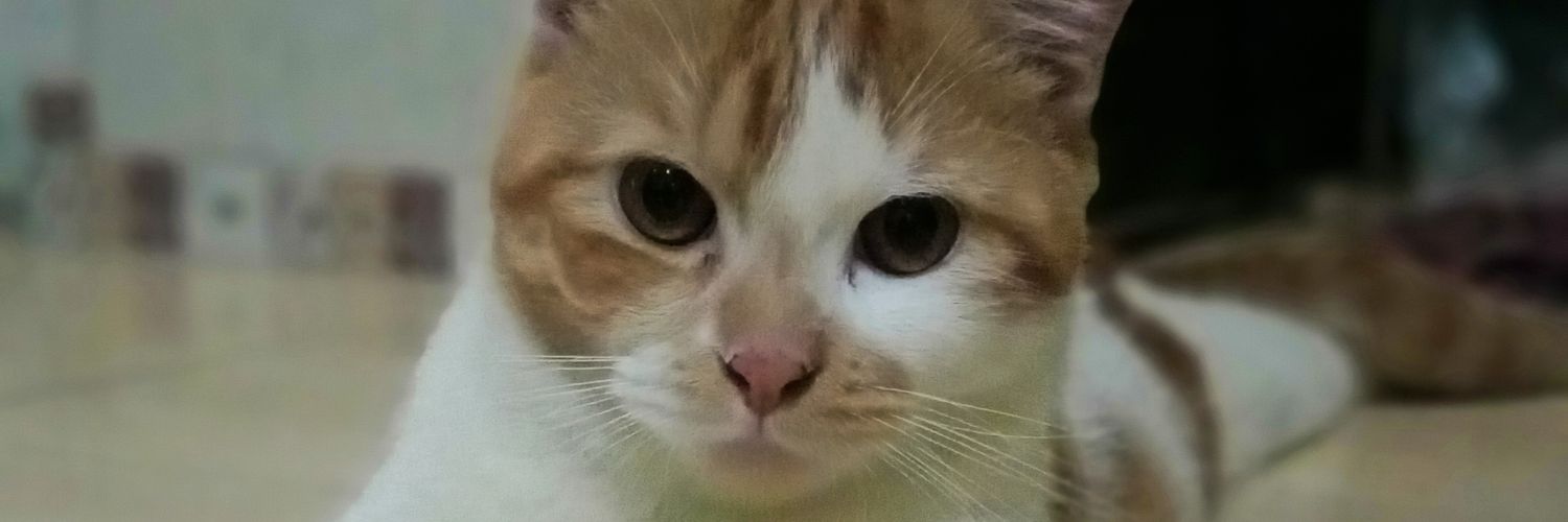 madwija's profile banner image