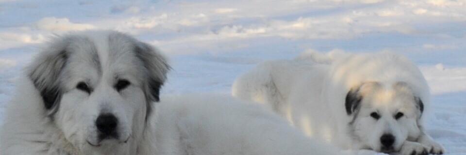 Bivalent Boosted Madame Defarge 🇨🇦 ¯\_(ツ)_/¯ banner