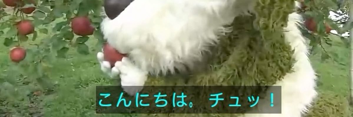 ﾁｬﾝﾐｵ banner