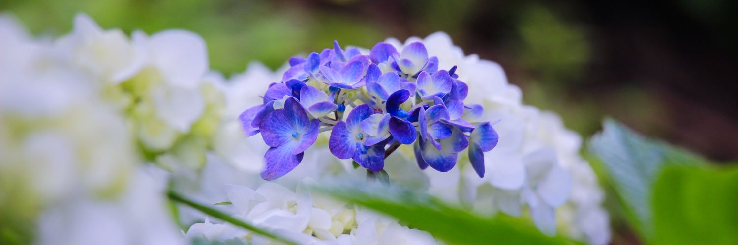 macchako_ss's profile banner image