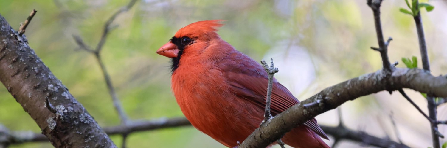 Deji Ayonrinde banner