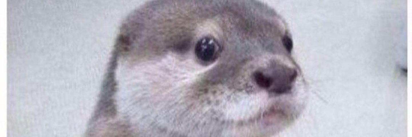 fiveohsnap911's profile banner image