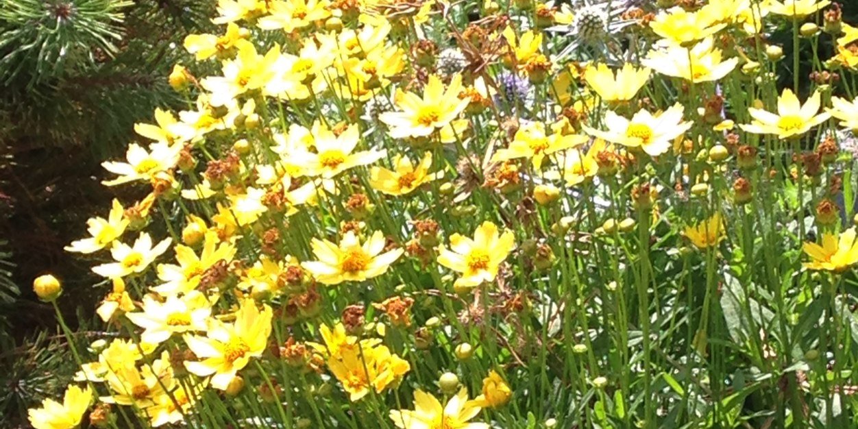 corapr13's profile banner image