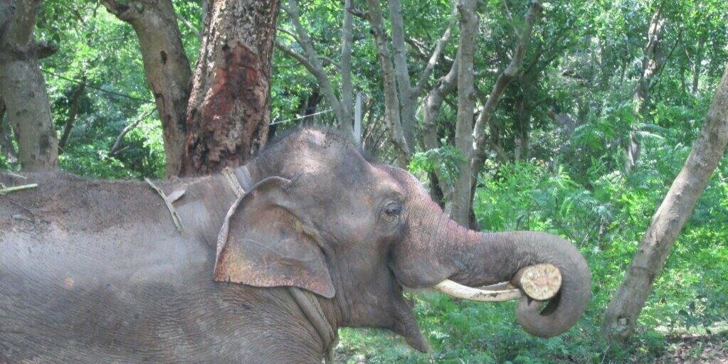 savethelephants's profile banner image