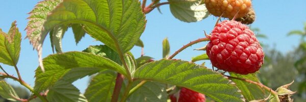 MarkBolda Profile Banner