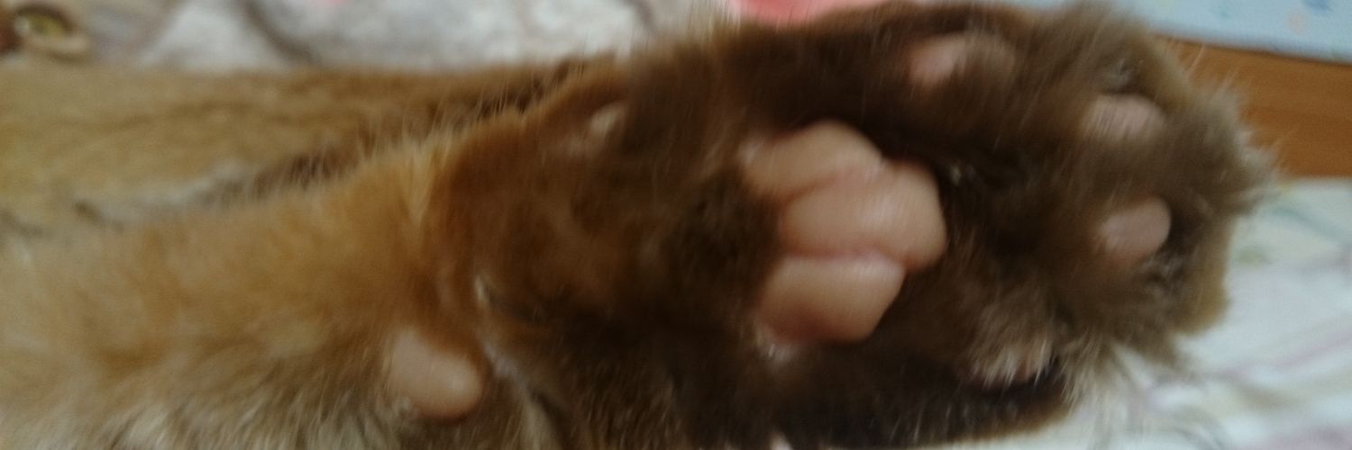 yocchi1013's profile banner image