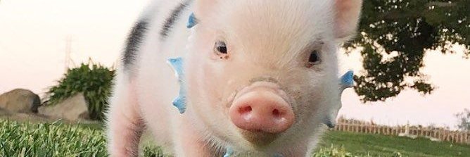 Hammy banner