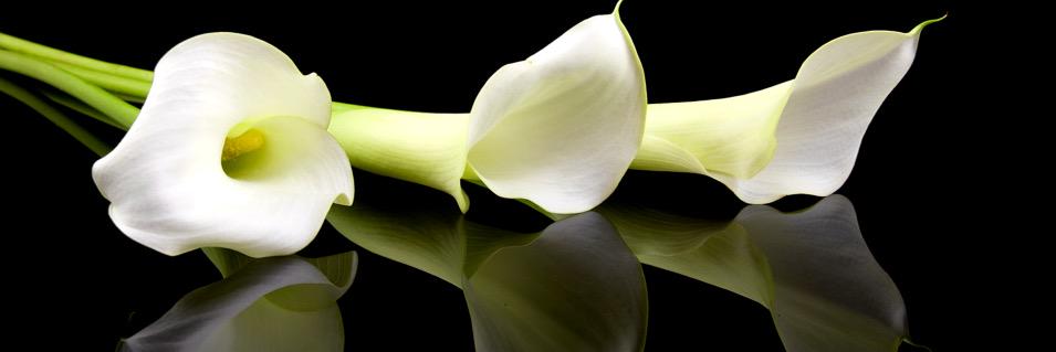 FairFunerals's profile banner image
