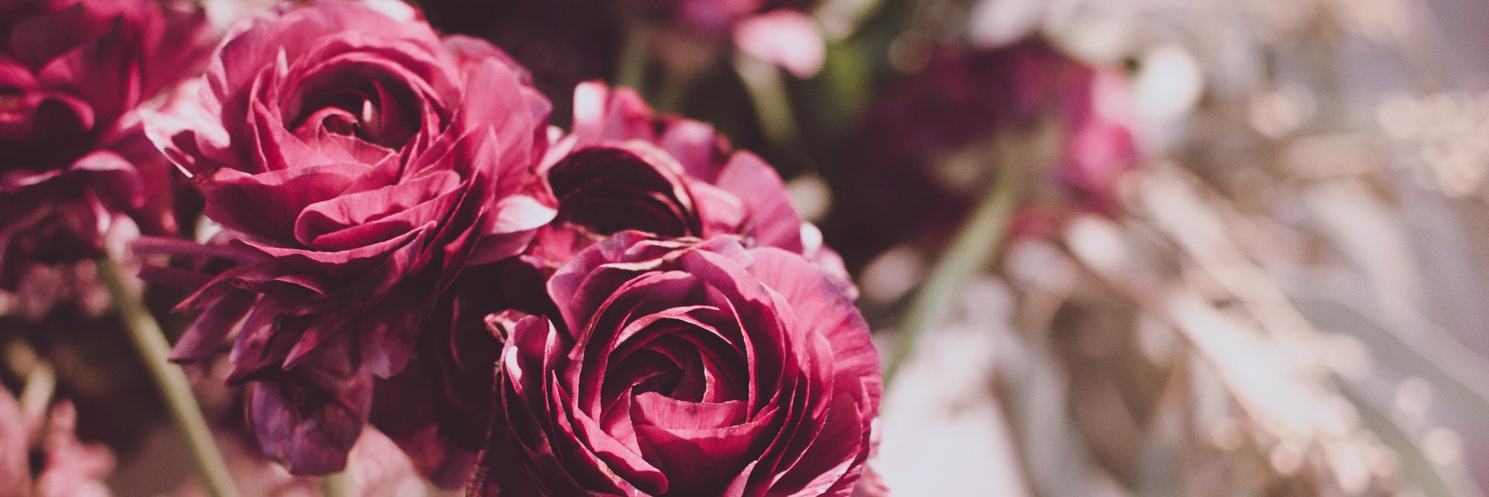 Pwilson_20's profile banner image