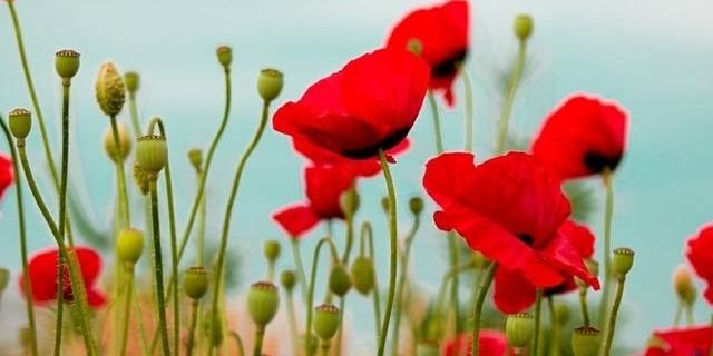 Alane_Jackson's profile banner image