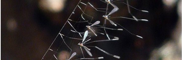 midsummer_fires Profile Banner