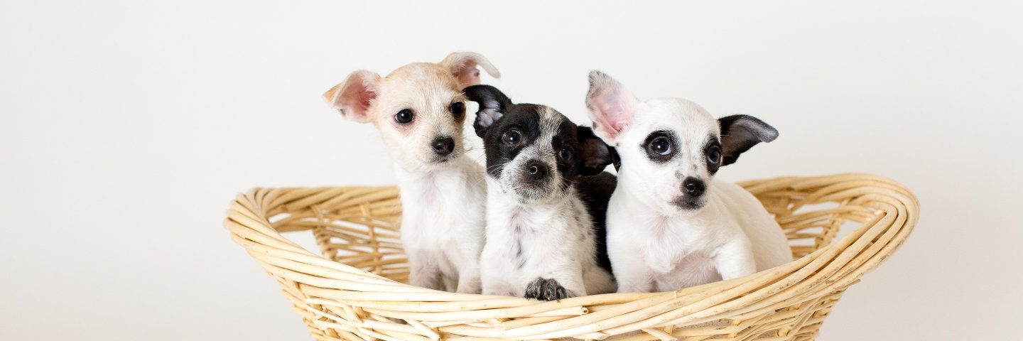 Pet Network Humane Society banner