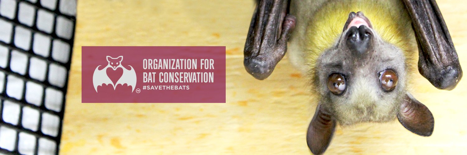 Save the Bats banner