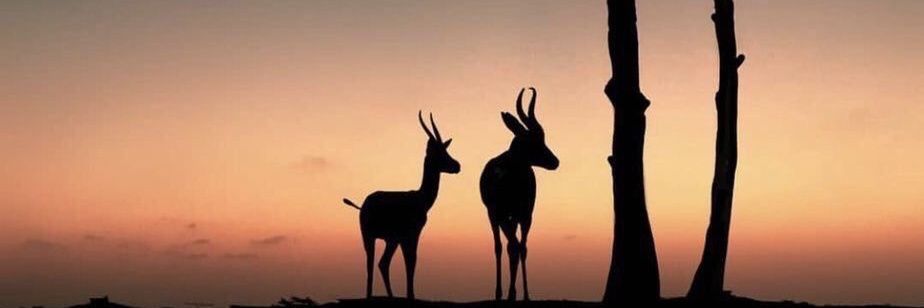 abosultan00000's profile banner image