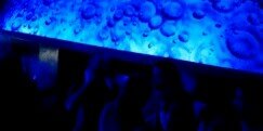 Ana Vicini banner