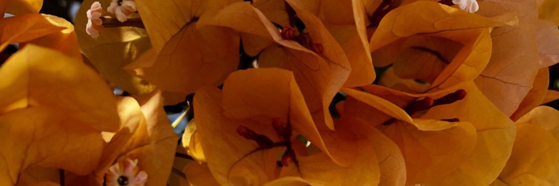 gracebennett46's profile banner image