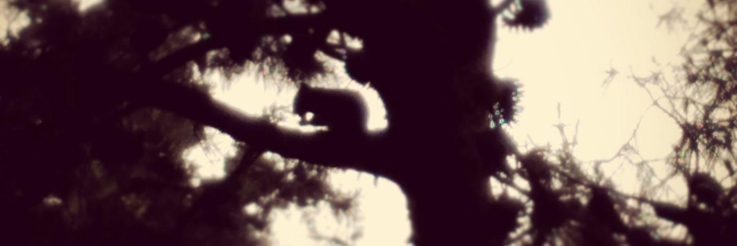 lacondev's profile banner image