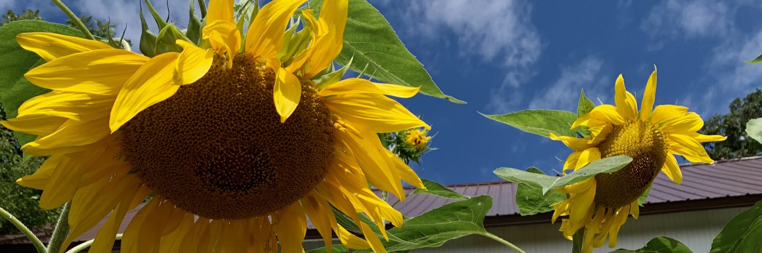 StephBoeding's profile banner image