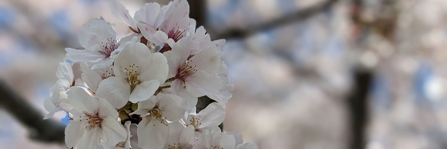 himawari027's profile banner image