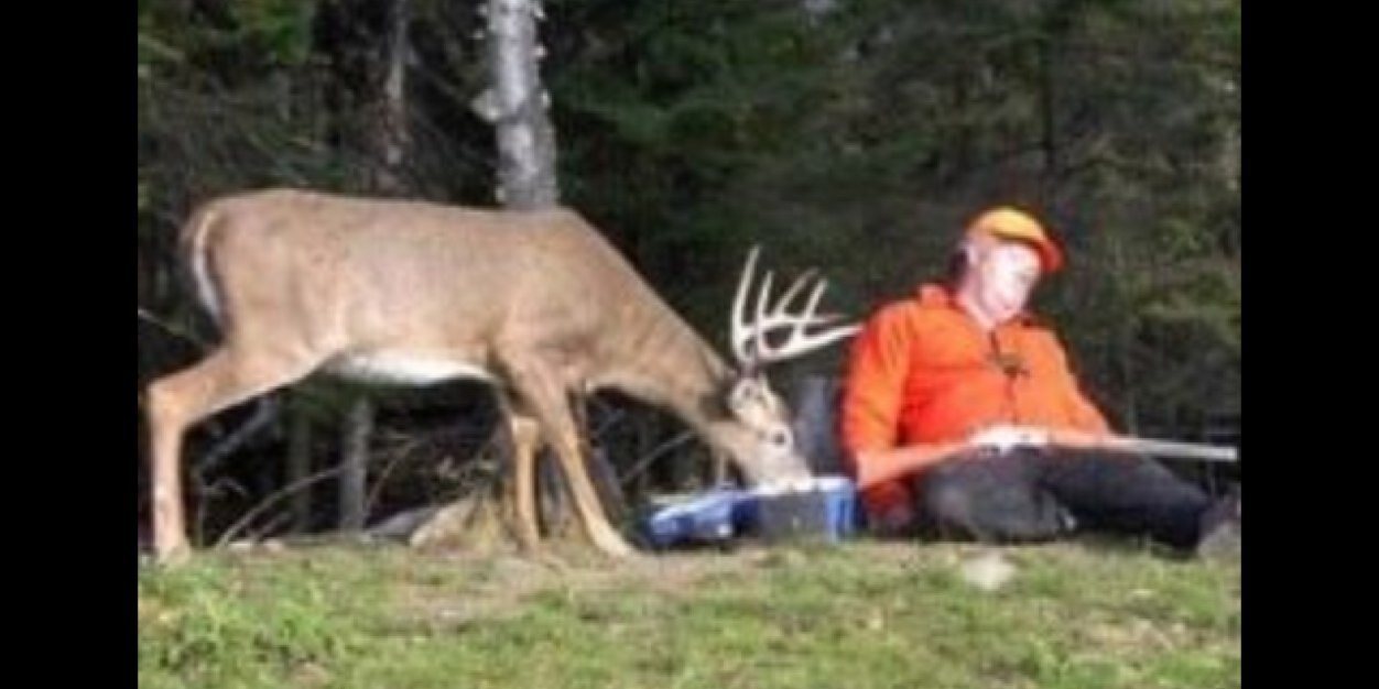 deer_probs's profile banner image