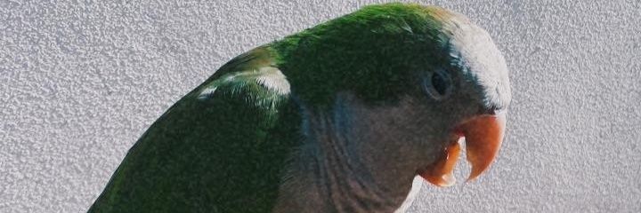 RocioRoa12's profile banner image