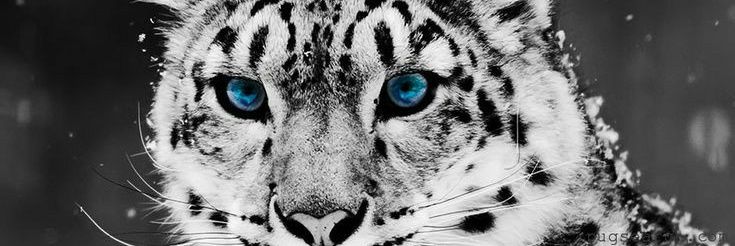 _Pach93's profile banner image