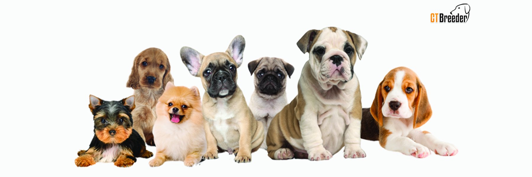 ctbreeder's profile banner image