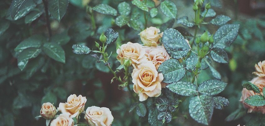 Esther_Madchen's profile banner image