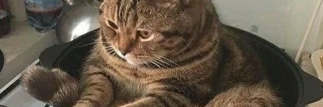 SenhorArroz23's profile banner image