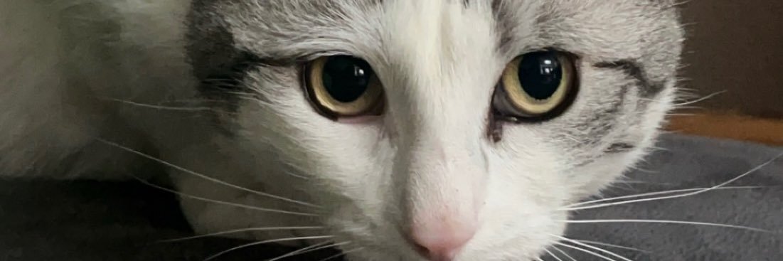 ju_feignr's profile banner image
