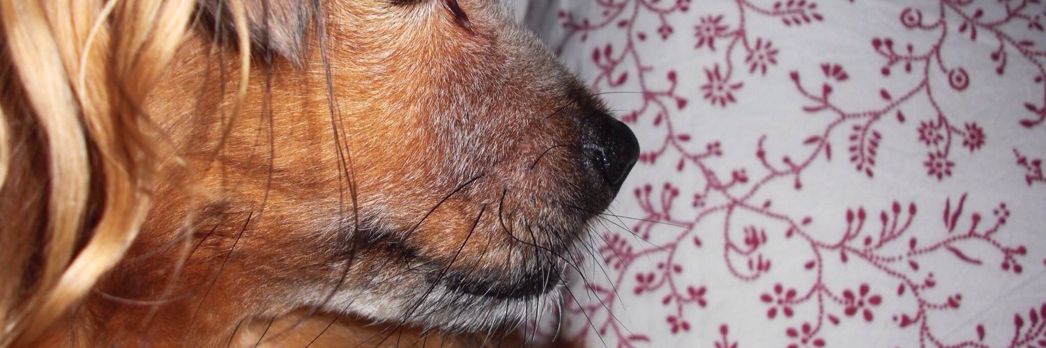 IsabellaLell's profile banner image