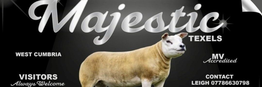 MAJESTIC_TEXELS's profile banner image