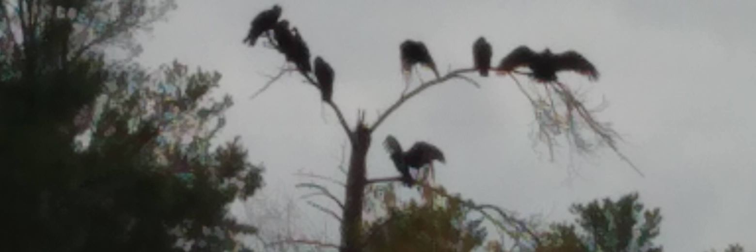 sliverpkr's profile banner image
