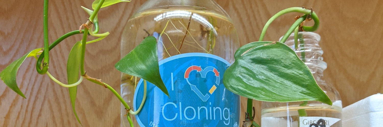 Alexandra Pike banner