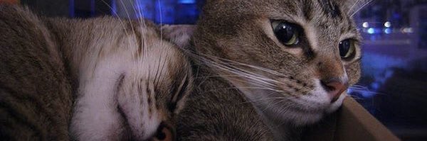 _Tribore's profile banner image