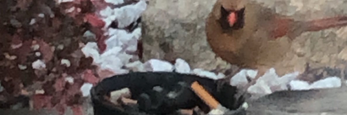 JulianTelesco's profile banner image
