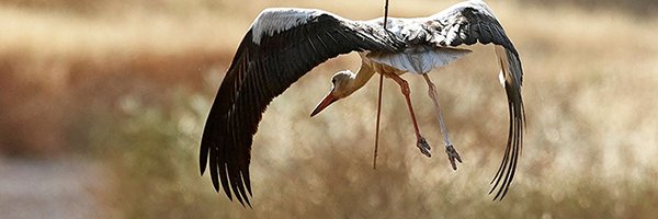 flywaychampions's profile banner image