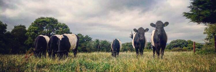 Megan Edwards banner