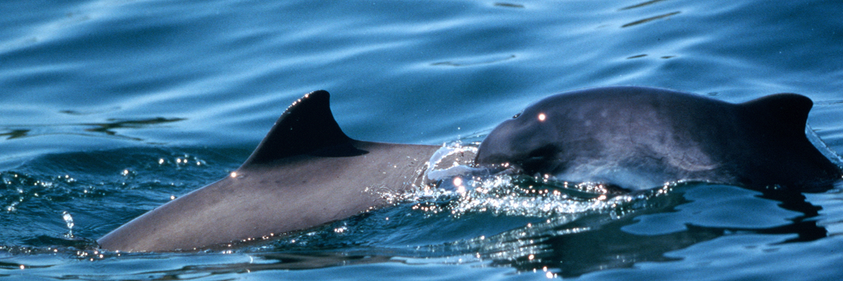 Song of the Whale banner