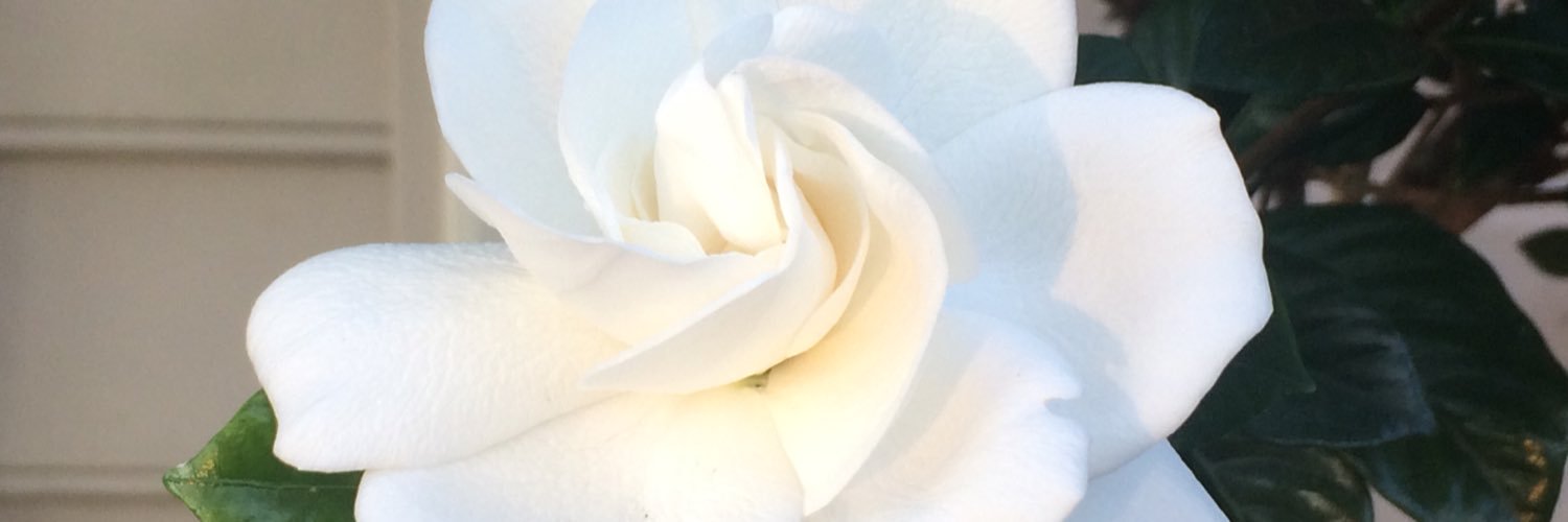 betsyballance's profile banner image