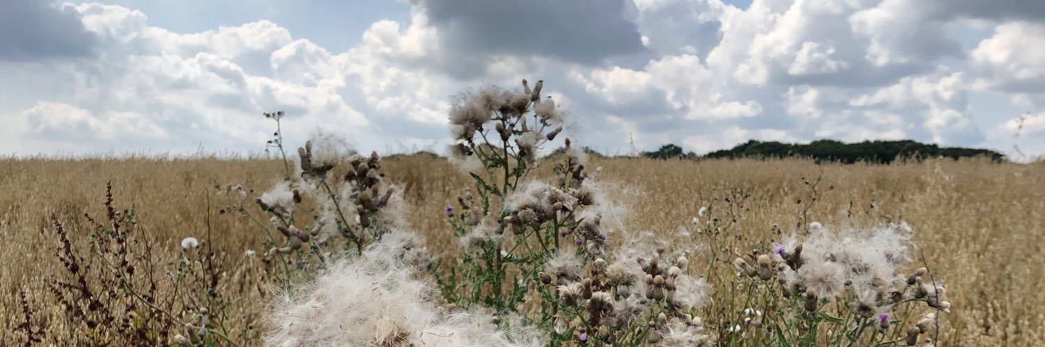 Veritas Odit Moras banner