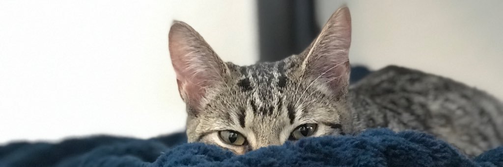 BdBenosn's profile banner image
